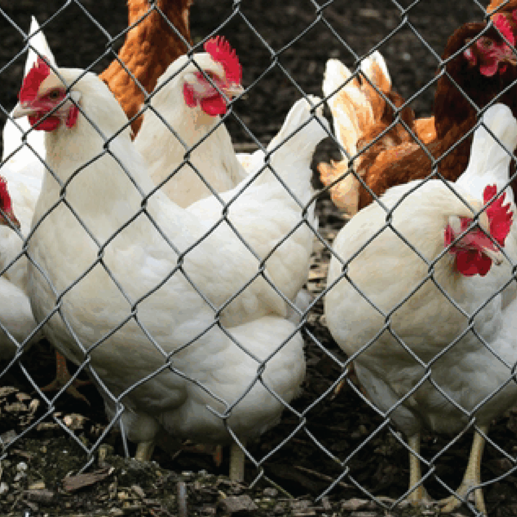 Poultry & Meat